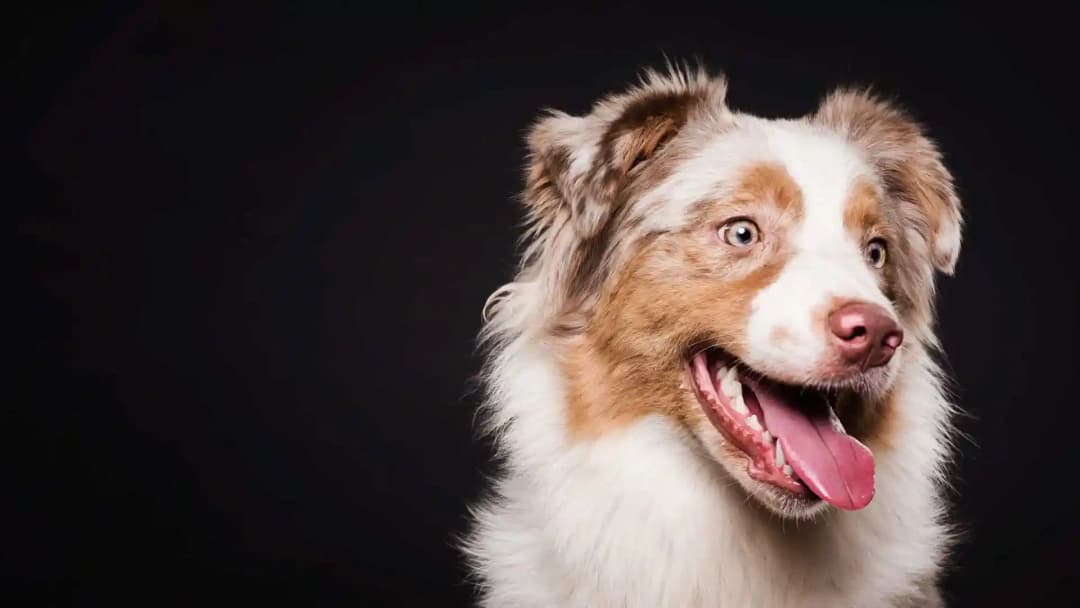 Lachender Hund vor schwarzem Hintergrund: Titelbild der Referenz Bestandsbuch Tiermedizin